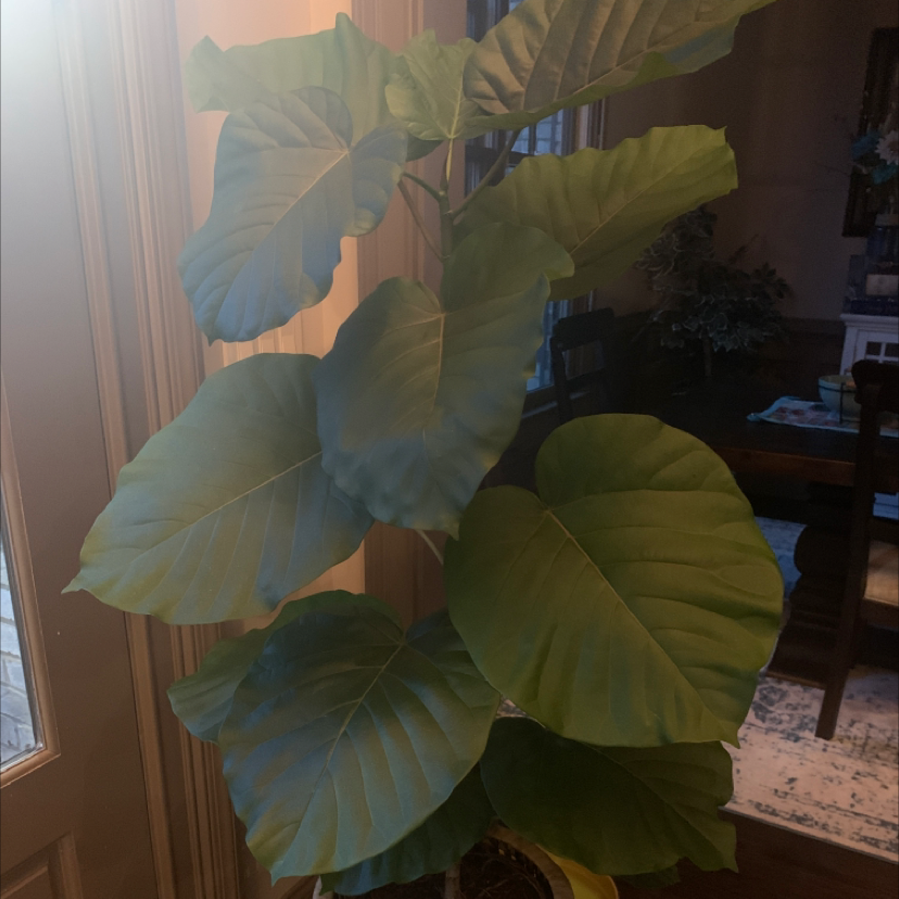 Indoor Empress Tree with large, broad leaves in a well-lit room.
