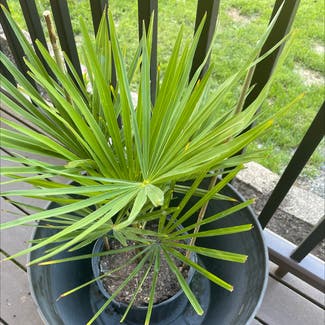European Fan Palm plant in Concrete, Washington
