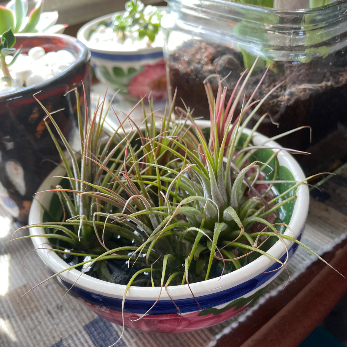 Spreading Airplant in a small decorative pot with vibrant green leaves and red tips.