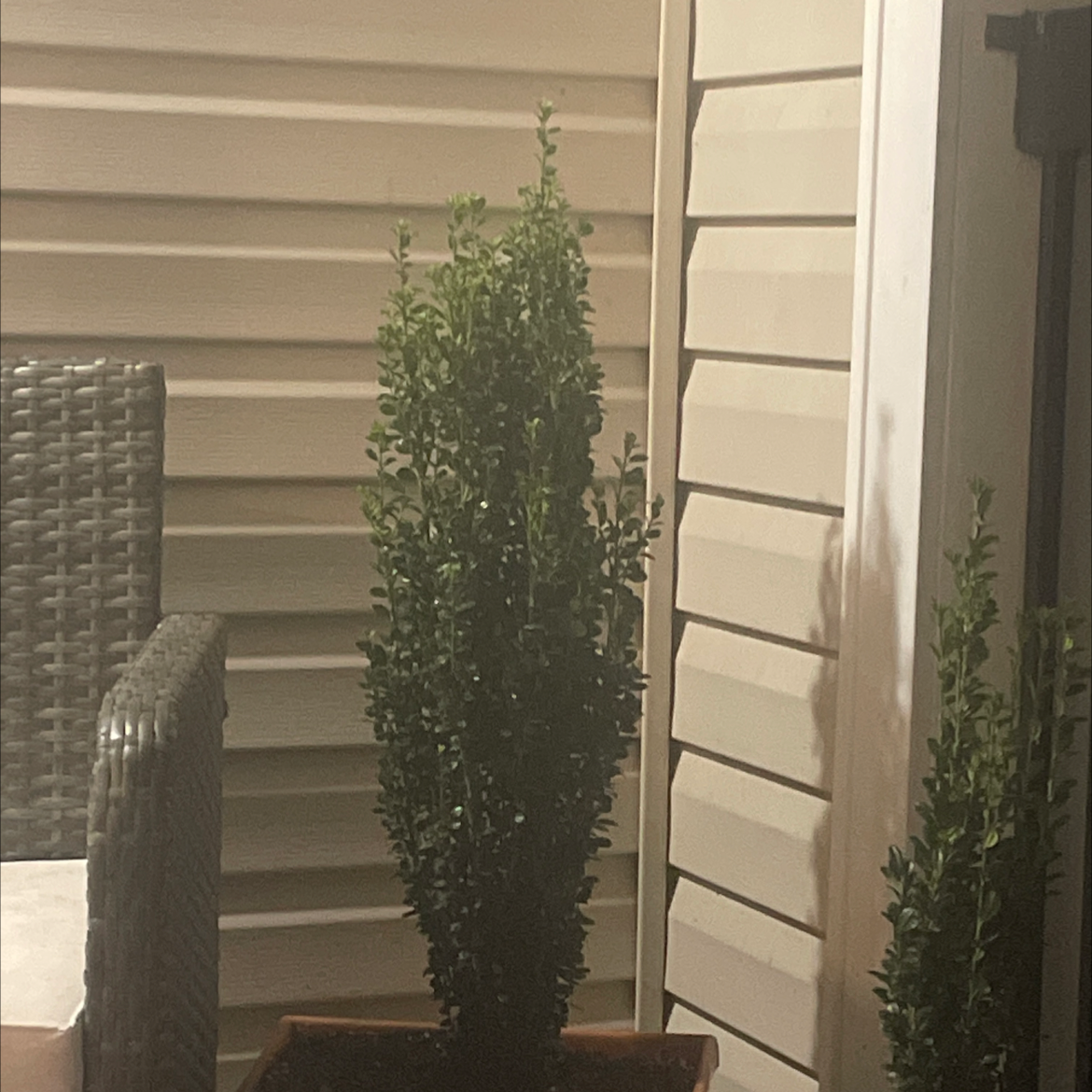 Photo of the plant species Japanese Holly Fern by @SalientColeus named Your plant on Greg, the plant care app