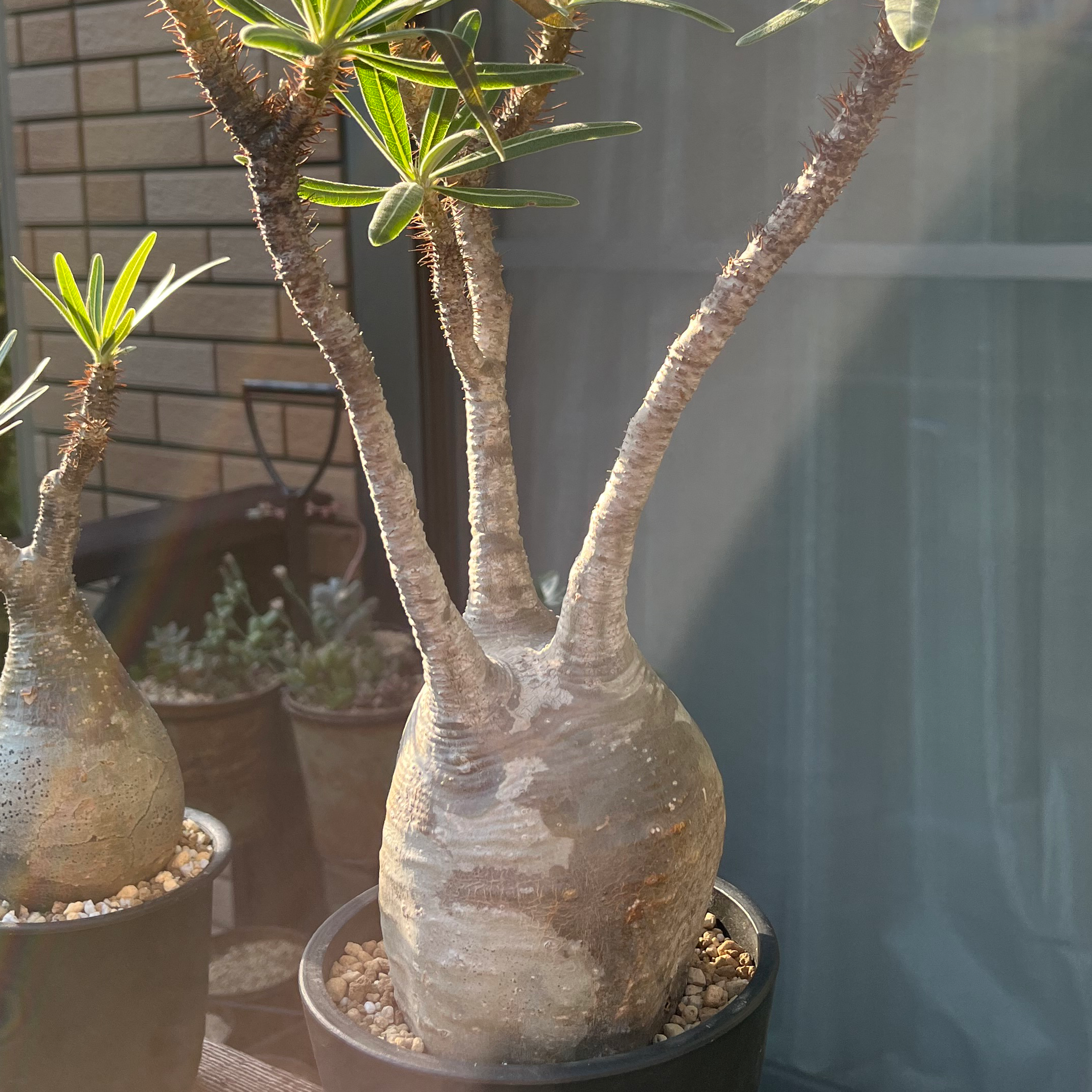 Photo of the plant species elephant's foot plant by @ReallyCoralfern named Your plant on Greg, the plant care app