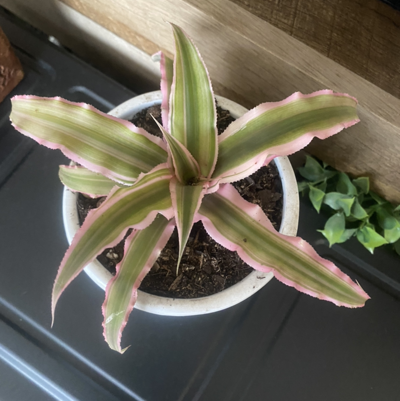 Potted Earth Stars plant with variegated green and pink leaves.