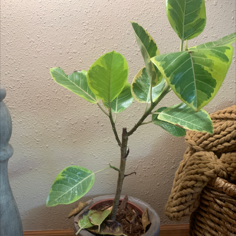 Potted Florida Strangler Fig with variegated leaves, some yellowing and browning.
