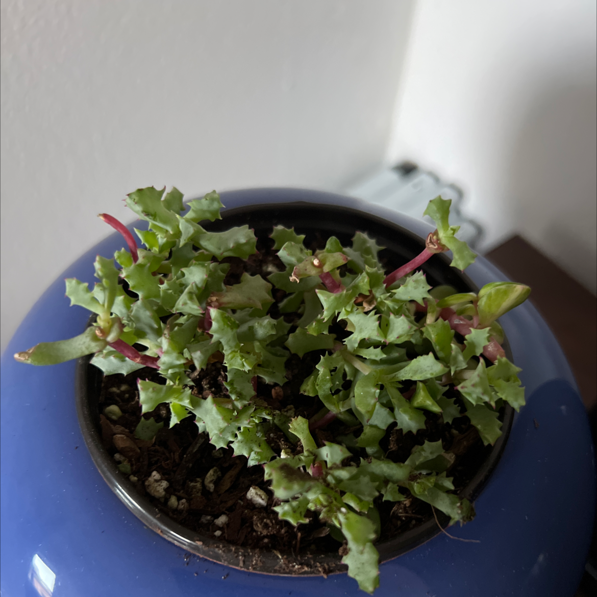 Common Sowthistle plant in a pot with green serrated leaves, well-framed and in focus.