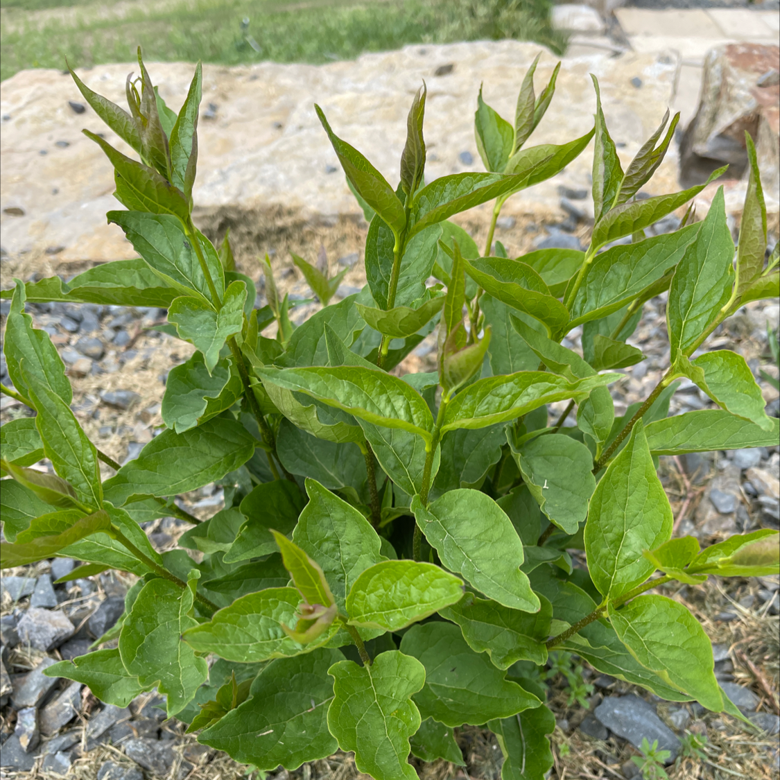Plant care for Fly Honeysuckle on Greg, the plant care app
