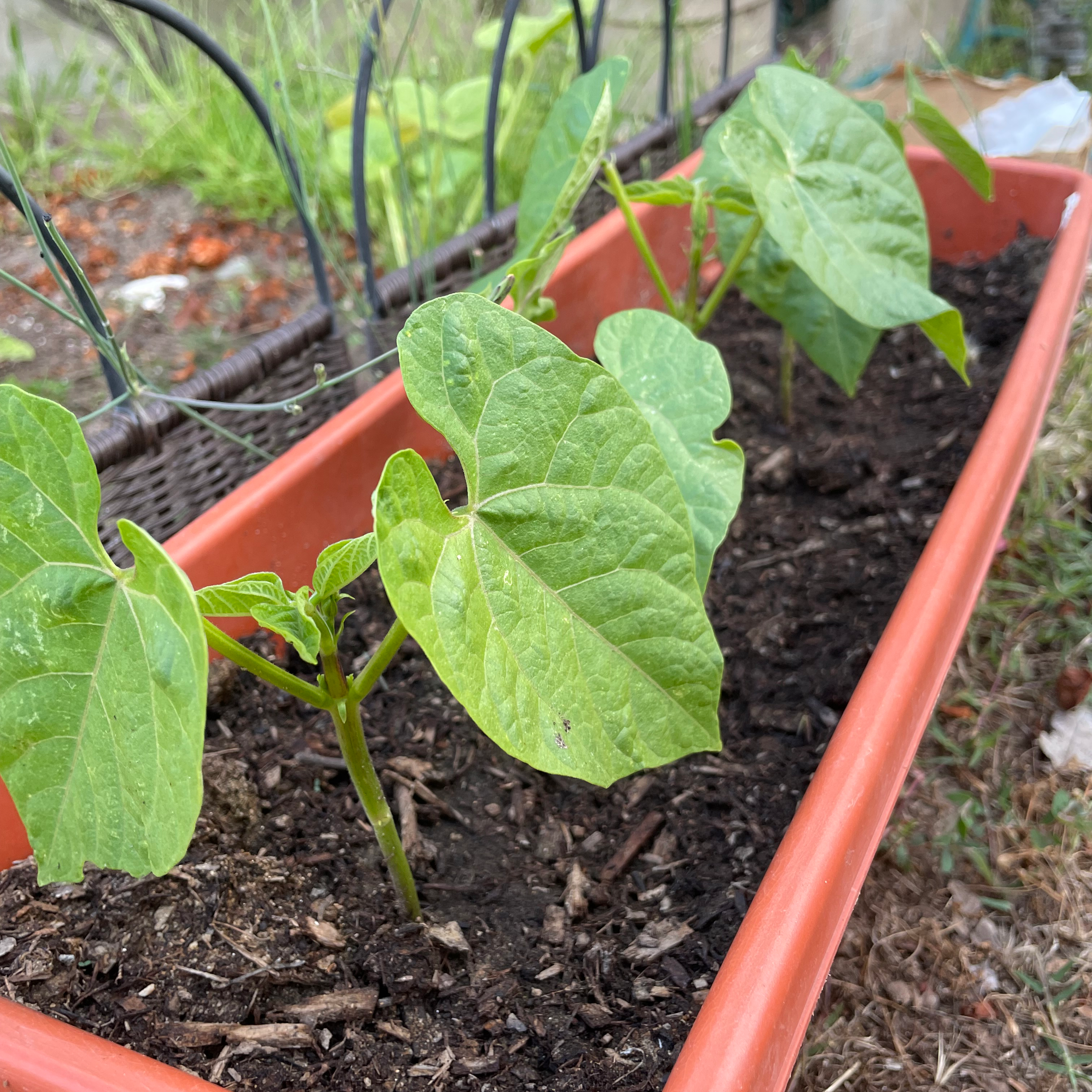 Green bean plants in a rectangular planter with visible soil.