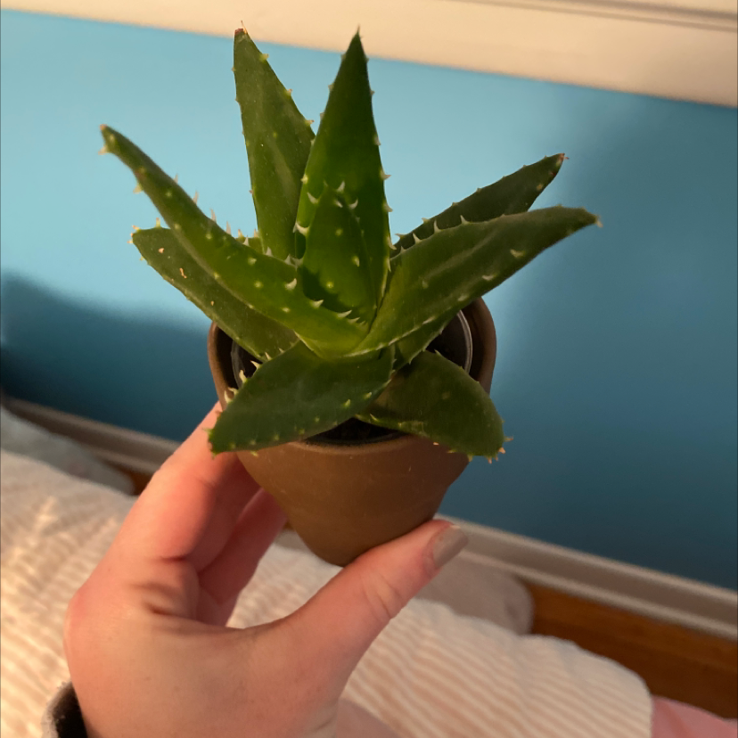 A healthy Short-Leaved Aloe plant in a small pot held by a hand.