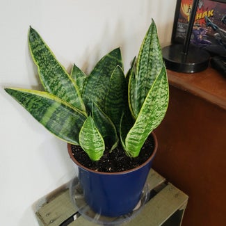Snake Plant plant in Crandall, Texas