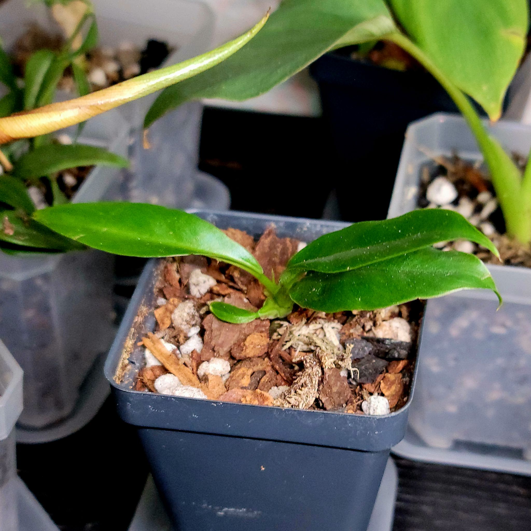 Tiger Tooth Philodendron in a plastic pot with healthy green leaves and visible soil.