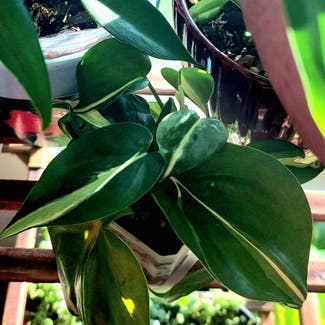 Heartleaf Philodendron plant in Crandall, Texas
