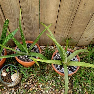 Aloe Vera plant in Crandall, Texas