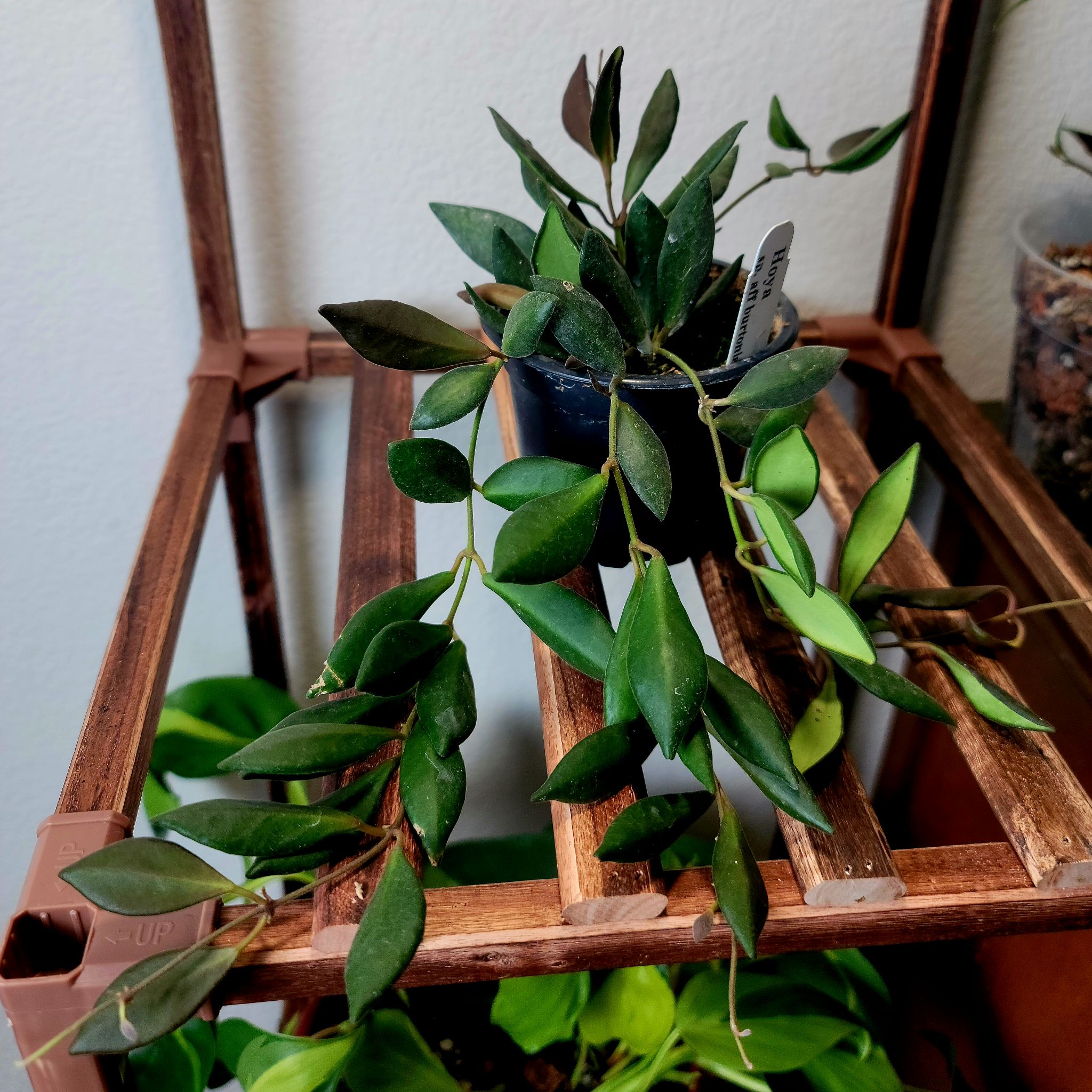 Hoya 'Burtoniae' plant on a wooden shelf, healthy green leaves, no visible discoloration.