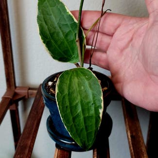 Hoya macrophylla 'Albomarginata' plant in Crandall, Texas