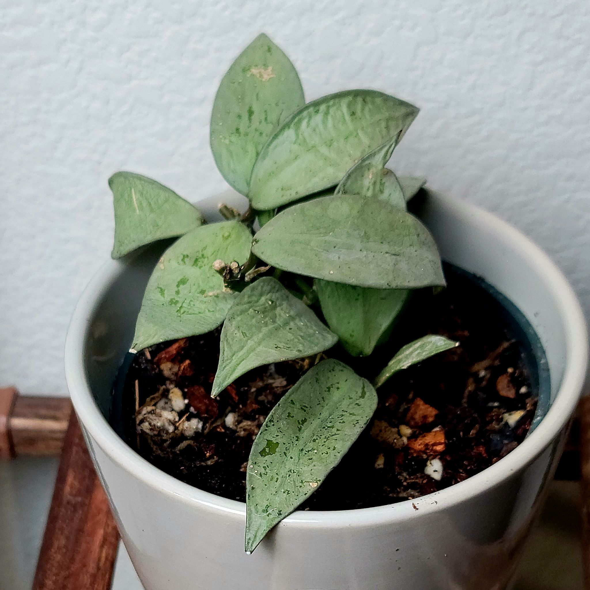 Potted Hoya lacunosa plant with green leaves and visible soil.