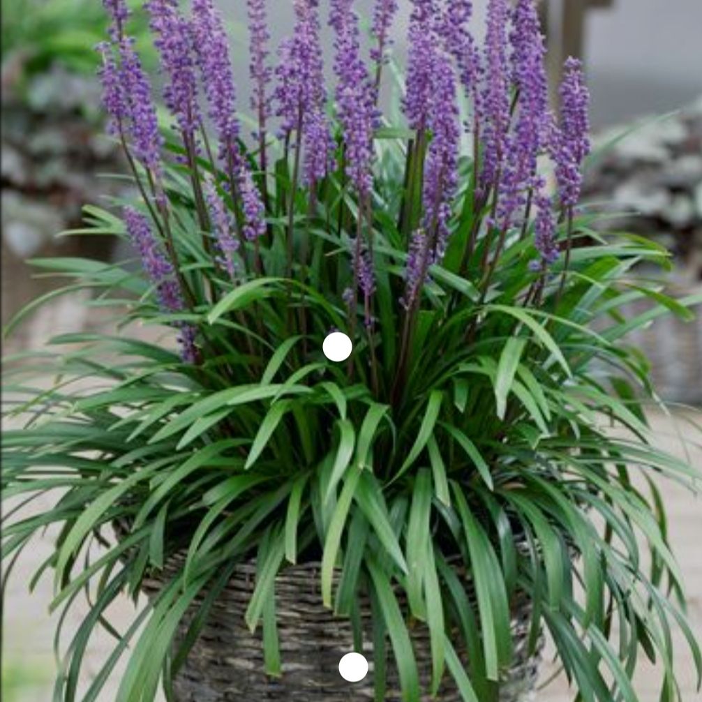 Big Blue Lilyturf plant in a woven basket with vibrant green leaves and purple flower spikes.