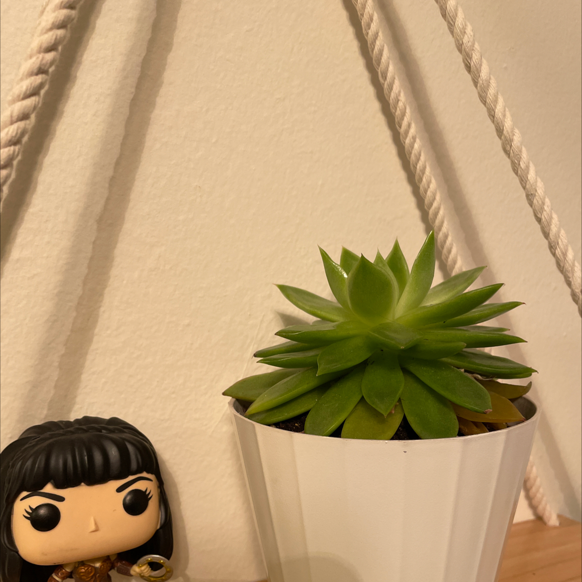 Lipstick Echeveria plant photo by @Corinnesworld named Harmony on Greg, the plant care app.
