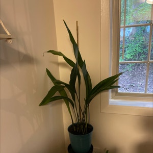Cast Iron Plant plant photo by @Corinnesworld named Messi on Greg, the plant care app.