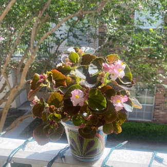 Clubed Begonia plant in Baton Rouge, Louisiana