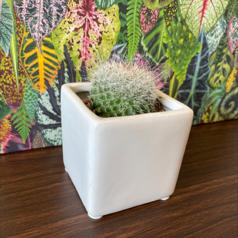 Powder Puff Cactus in a white square pot with a colorful background.