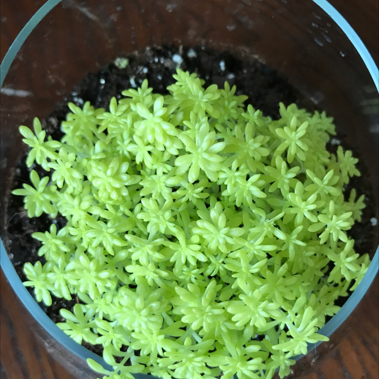 Healthy Spanish Stonecrop plant in a glass container with visible soil.