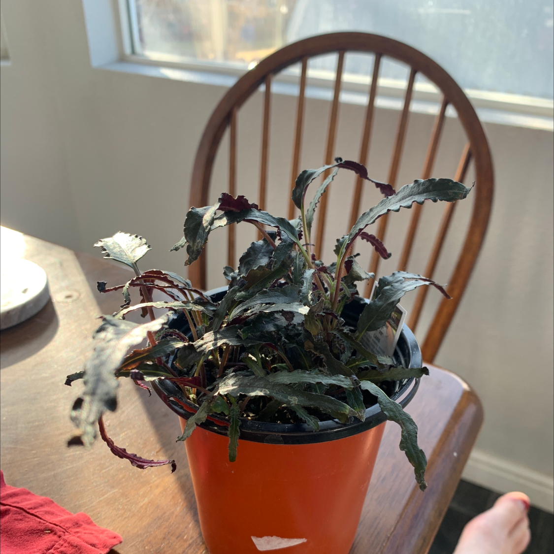 Potted Spotted Wintergreen plant with wilted leaves on a table near a window.