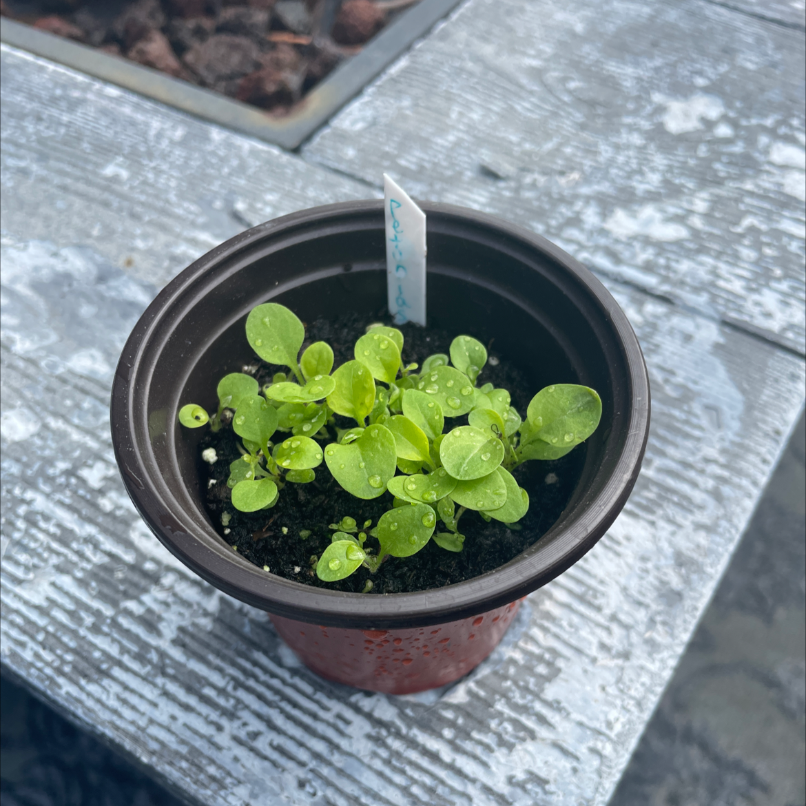 Photo of the plant species petunia by @SpeedyRadish named Petunias on Greg, the plant care app