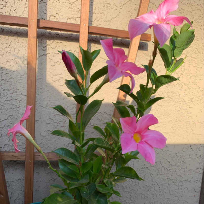 Brazilian Jasmine plant with vibrant pink flowers, healthy green leaves, and no visible health issues.