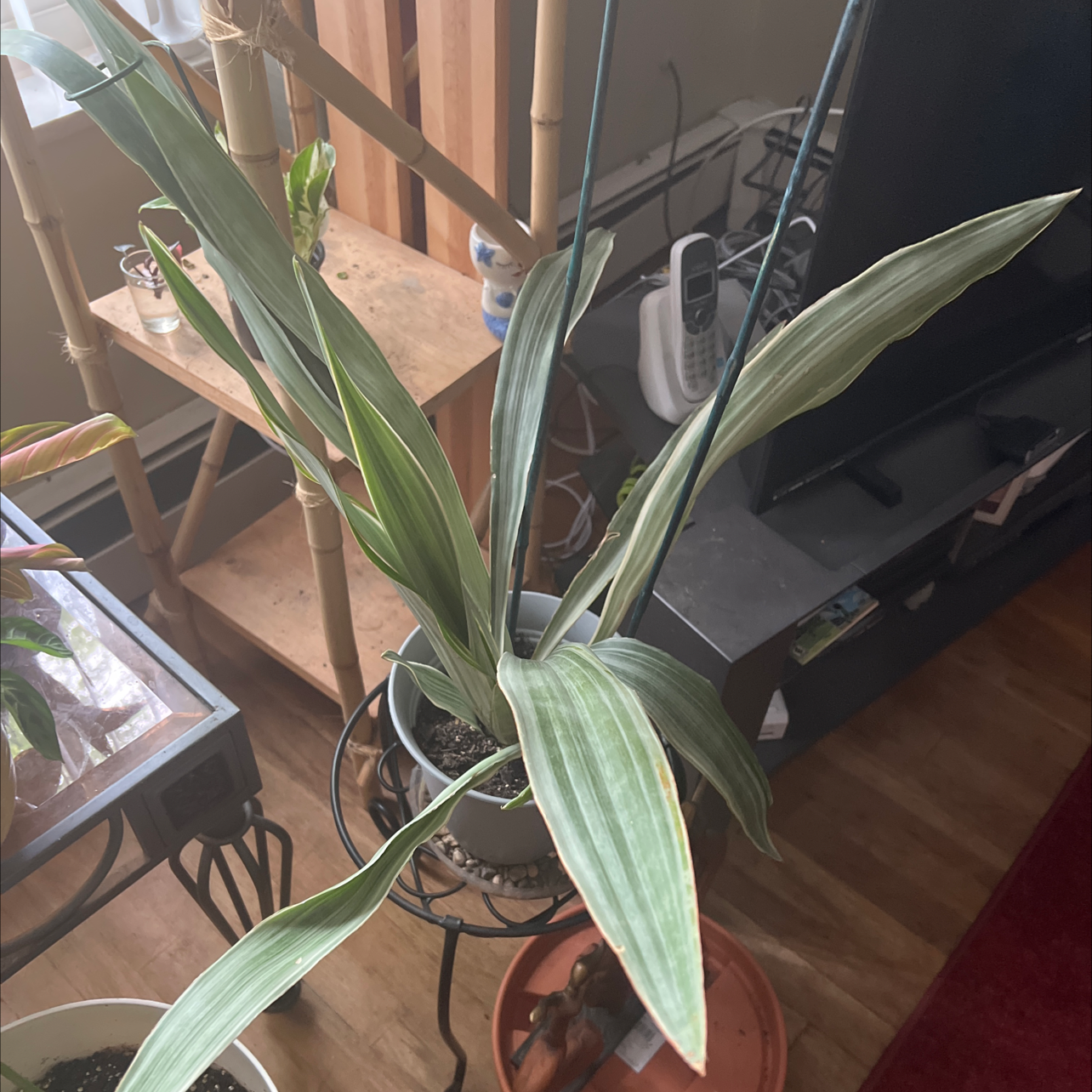 Metallica Snake Plant with long, slender green leaves in a pot with visible soil.