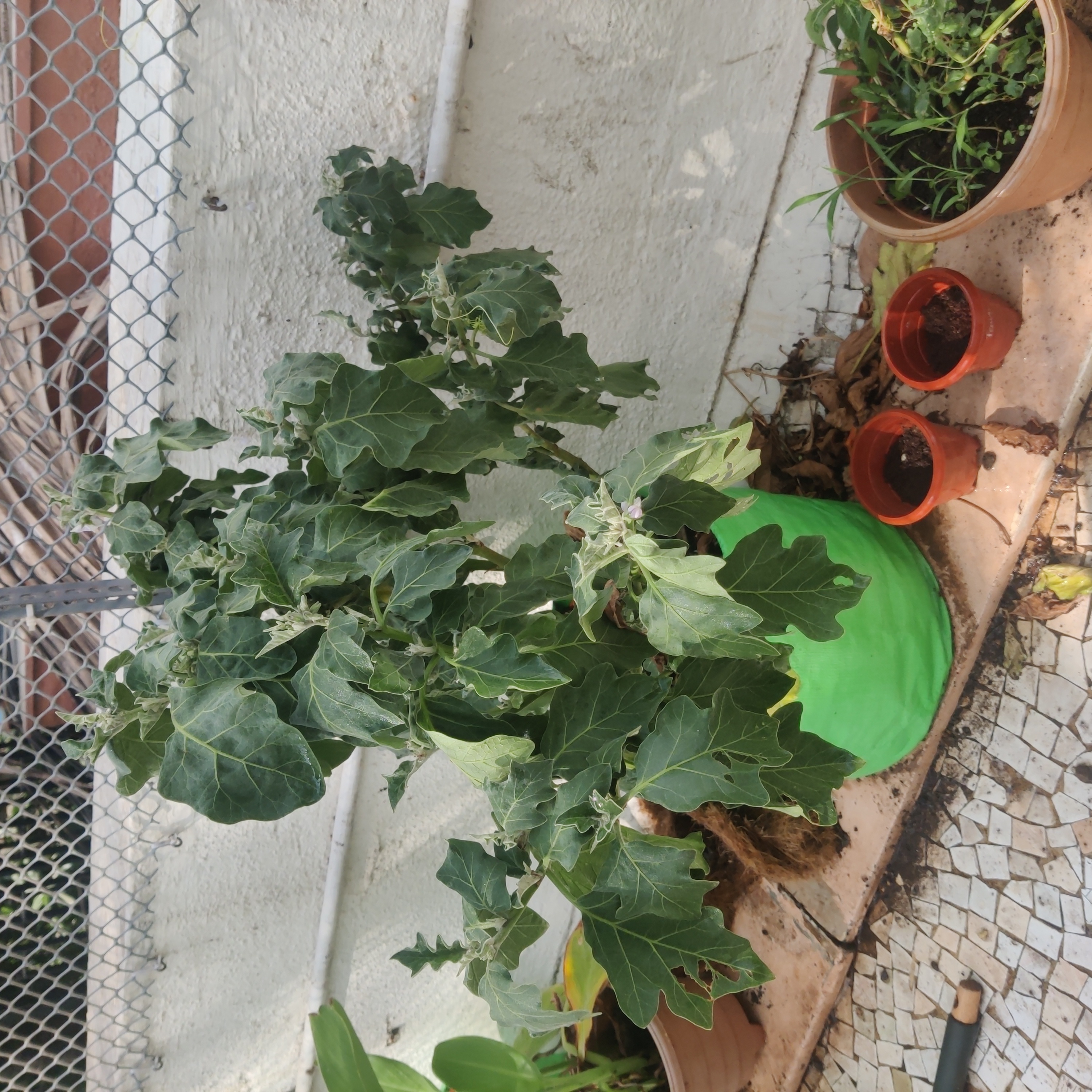 Photo of the plant species White Henbane by @YesRosea named Brinjal on Greg, the plant care app