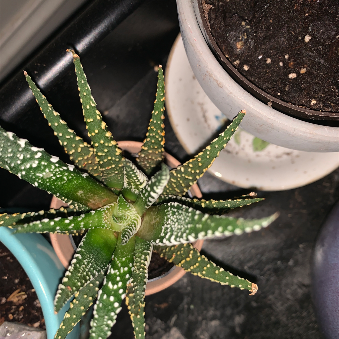 Healthy zebra plant in pot with dark soil, showing striped green and white leaves. No signs of disease or discoloration.
