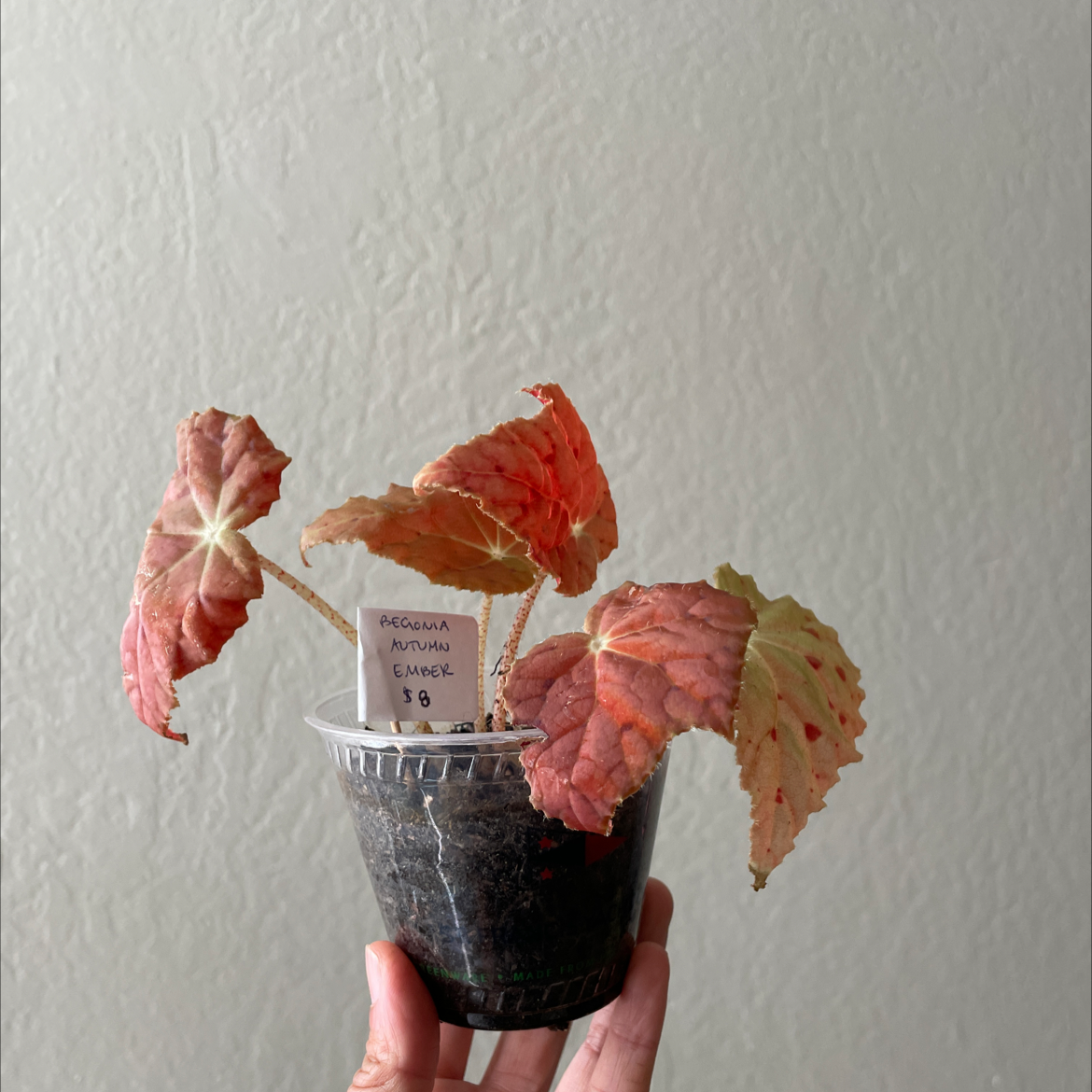 Photo of the plant species Autumn Begonia by @likeaplant named Peroniee on Greg, the plant care app