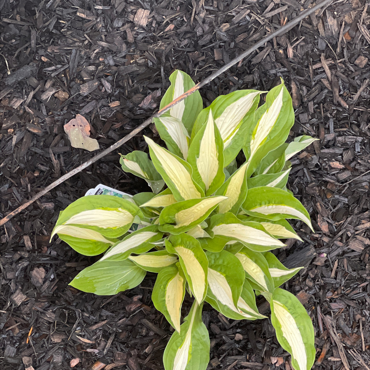Hosta 'Patriot' plant with variegated leaves and mulch-covered soil.