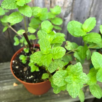 Spearmint plant in Washington, District of Columbia