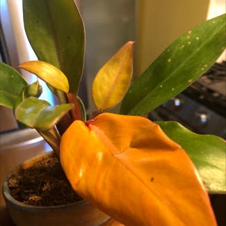 Philodendron Prince of Orange plant in Washington, District of Columbia
