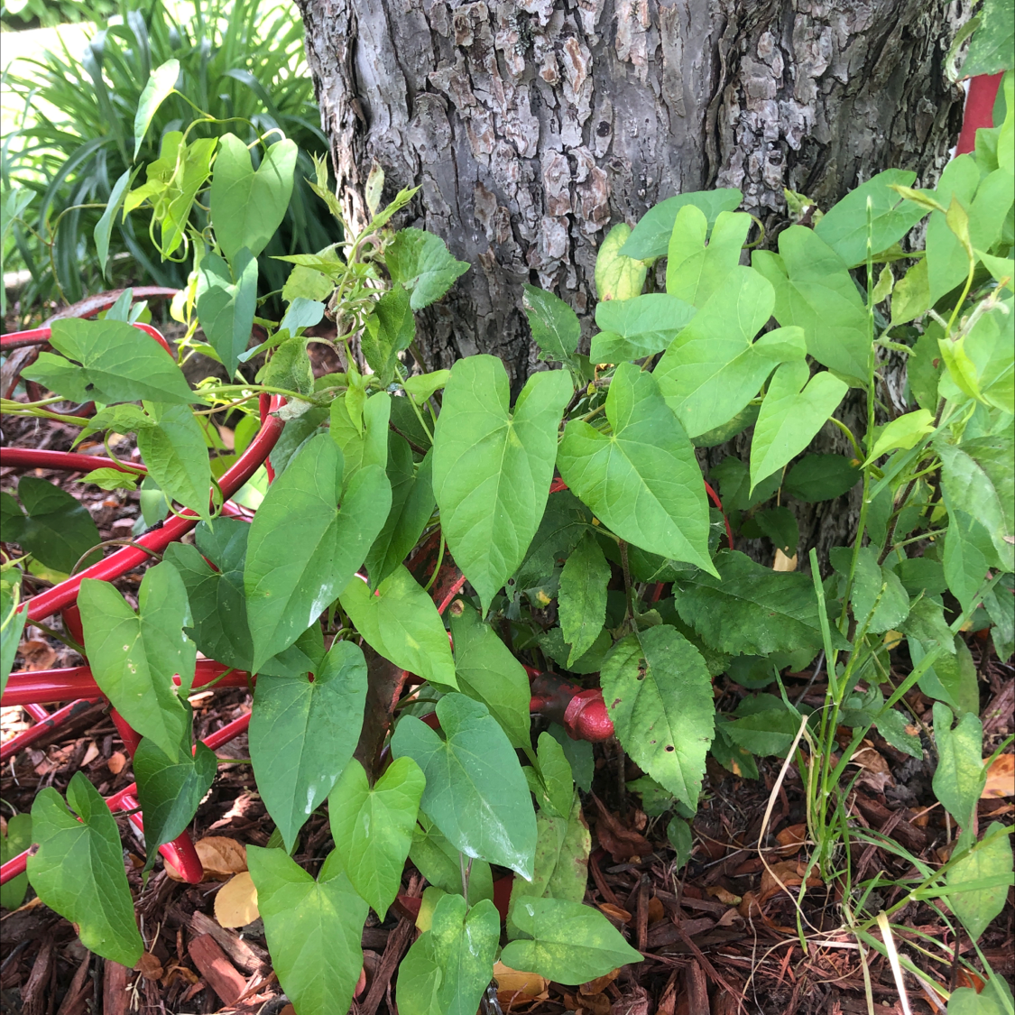 Appalachia false Bindweed plant with heart-shaped green leaves growing at the base of a tree.