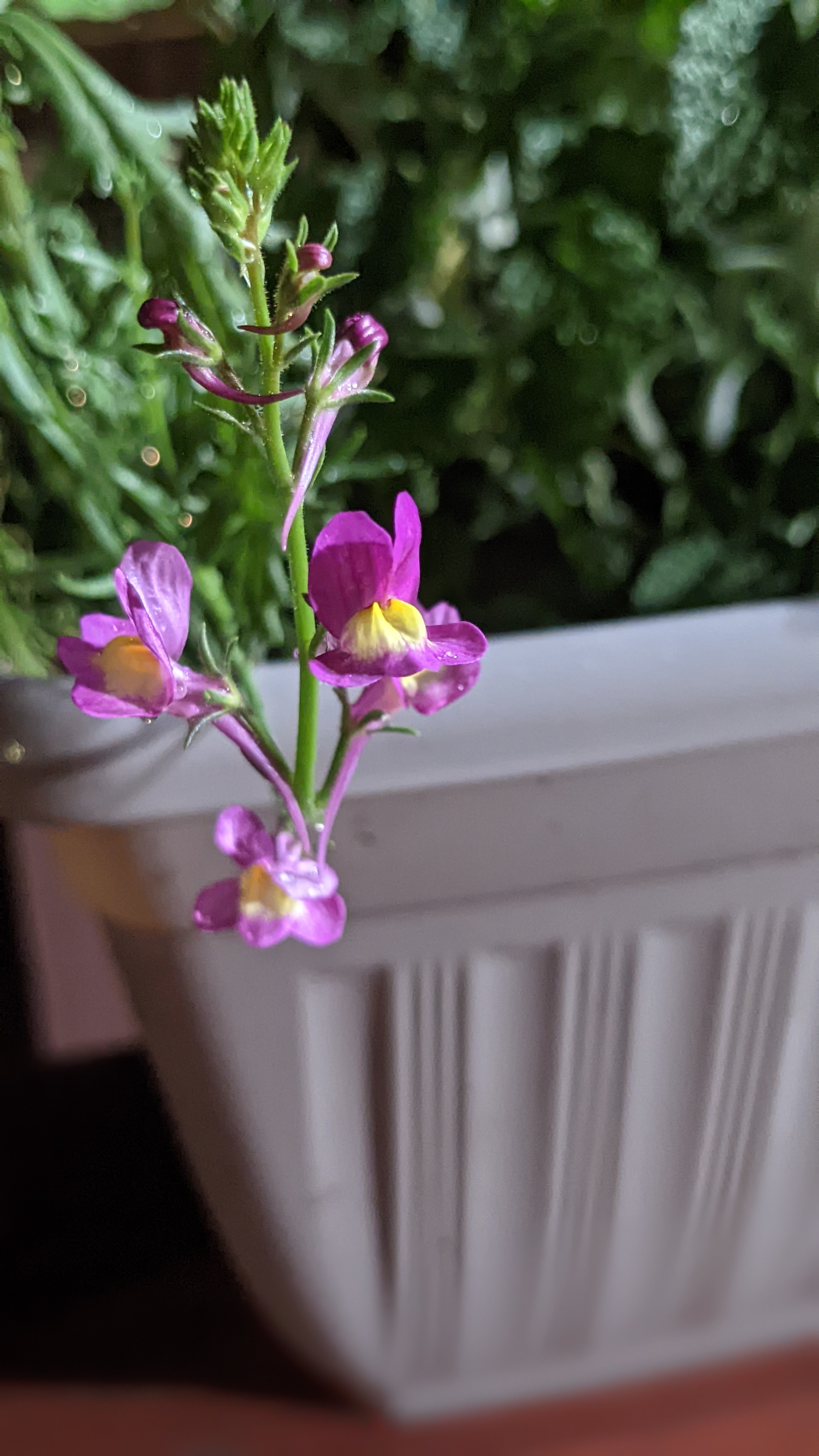 Photo of the plant species Annual Toadflax by @DaringlyPansy named Fuchsia delight on Greg, the plant care app