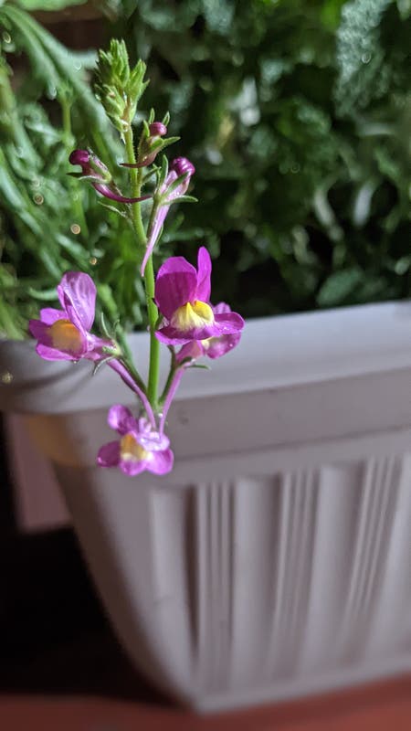 Photo of the plant species Annual Toadflax by @DaringlyPansy named Fuchsia delight on Greg, the plant care app