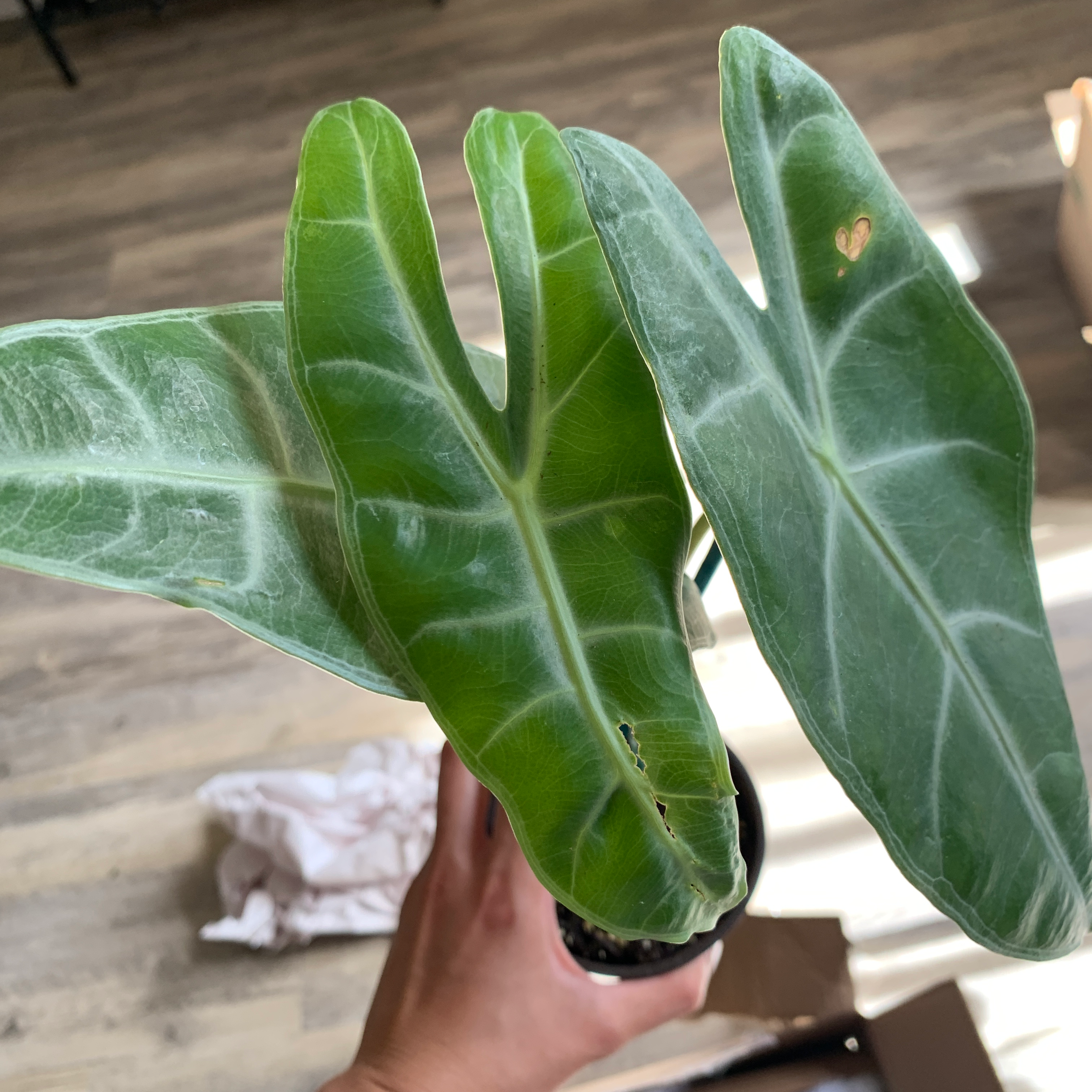 Alocasia longiloba plant with large green leaves and prominent white veins.