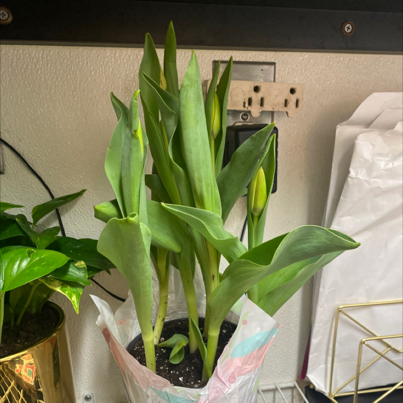 Garden Tulip plant photo by @Crustymilkflakes named Bernadette on Greg, the plant care app.
