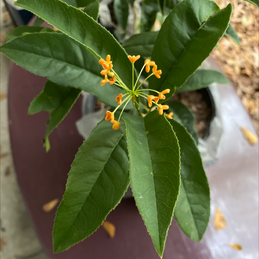 Sweet Olive plant with green leaves and small orange flowers in a pot.