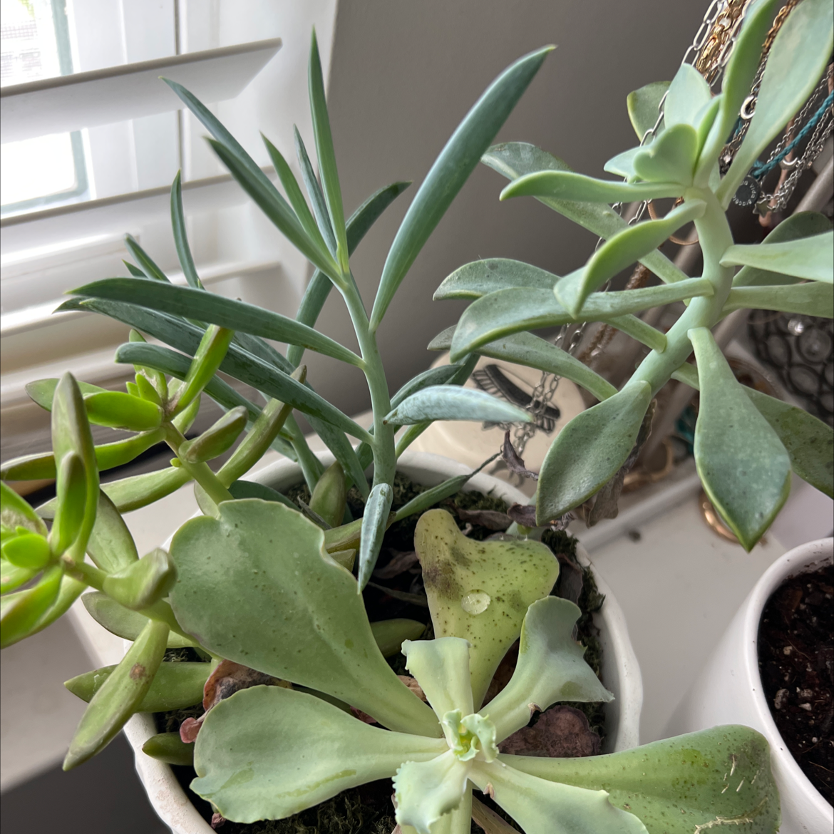 Potted Tree Stonecrop succulent plant with healthy green leaves.