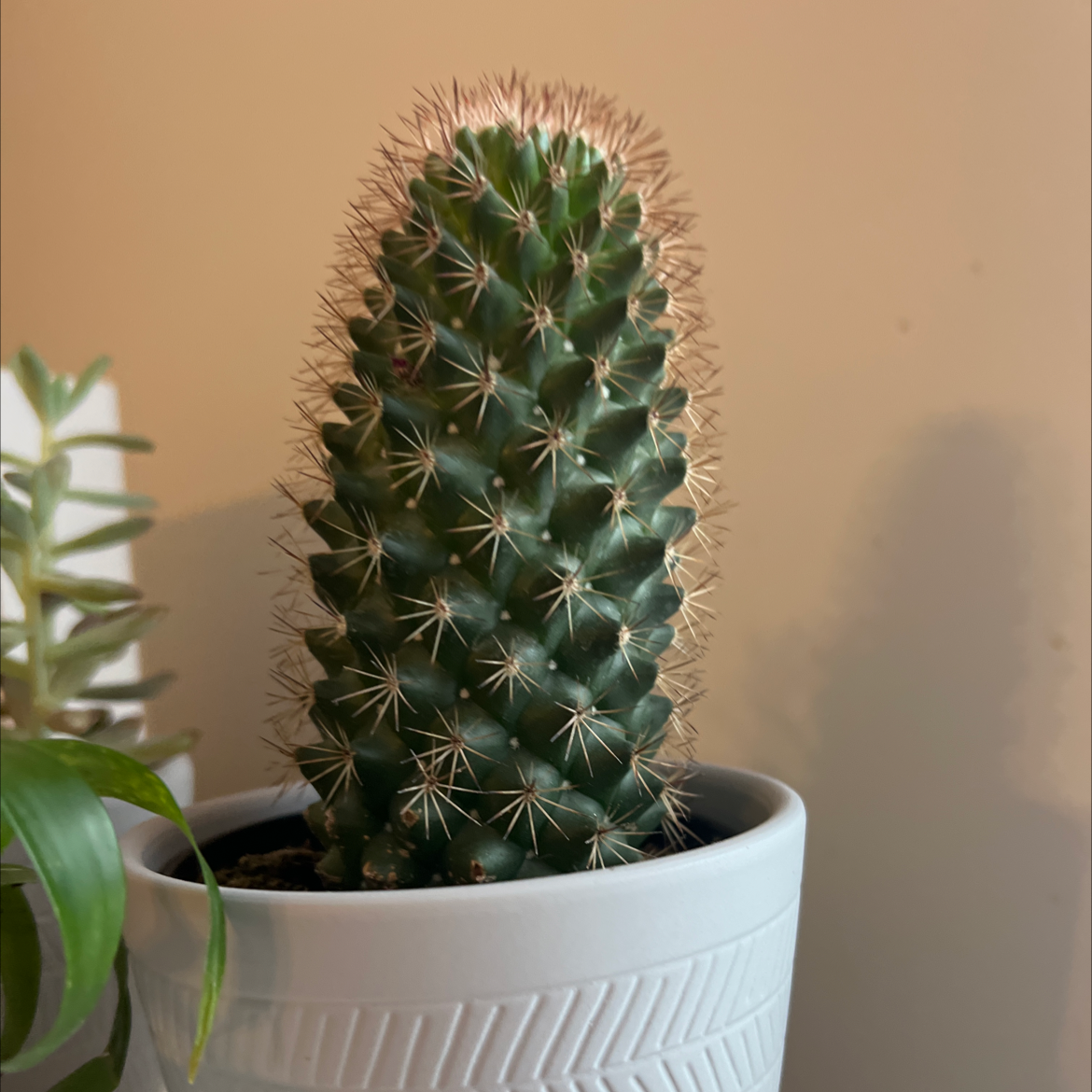 Healthy Cane Cholla plant in a white pot with a plain background.
