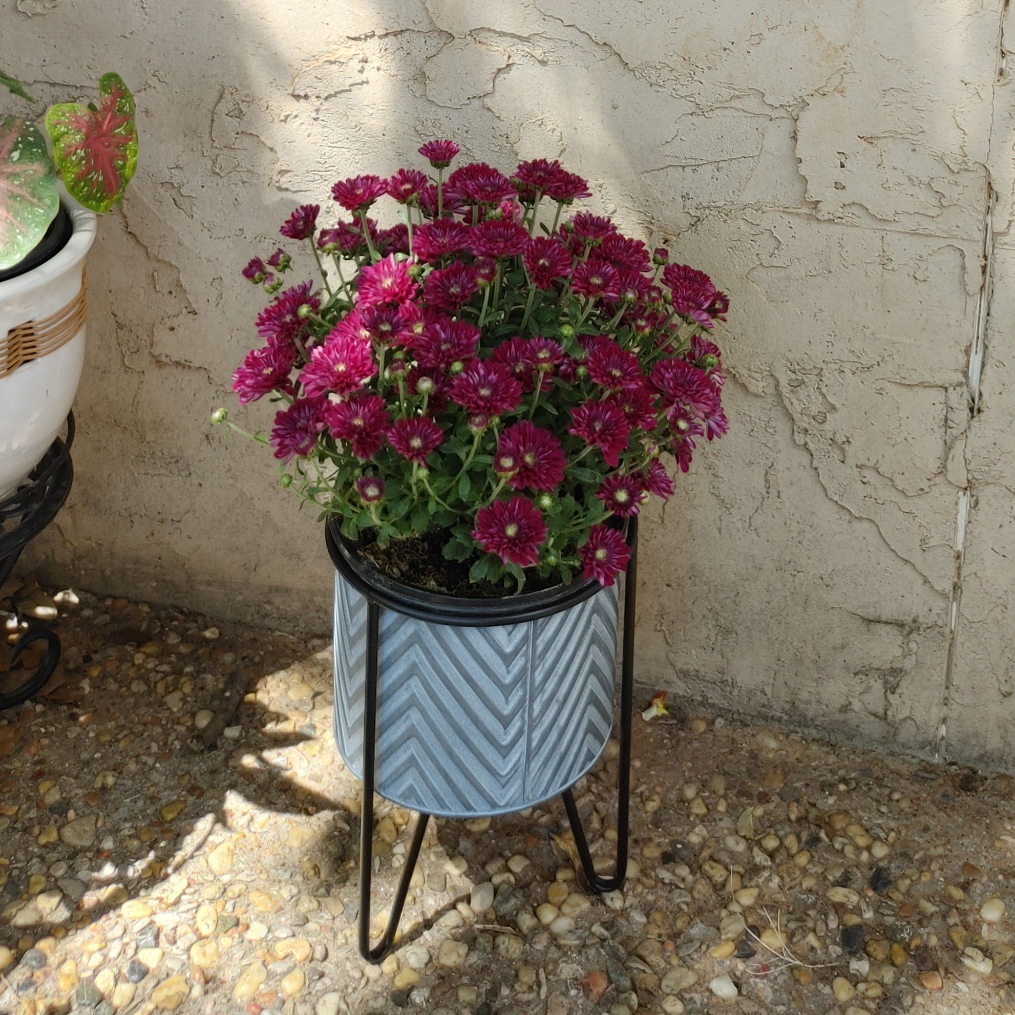 Potted Chrysanthemum plant with vibrant purple flowers against a textured wall.
