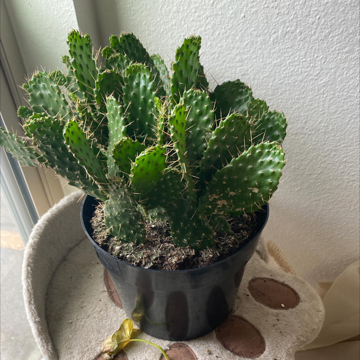 Photo of the plant species Caribbean Tree Cactus by @KillingCowboys named tyler on Greg, the plant care app