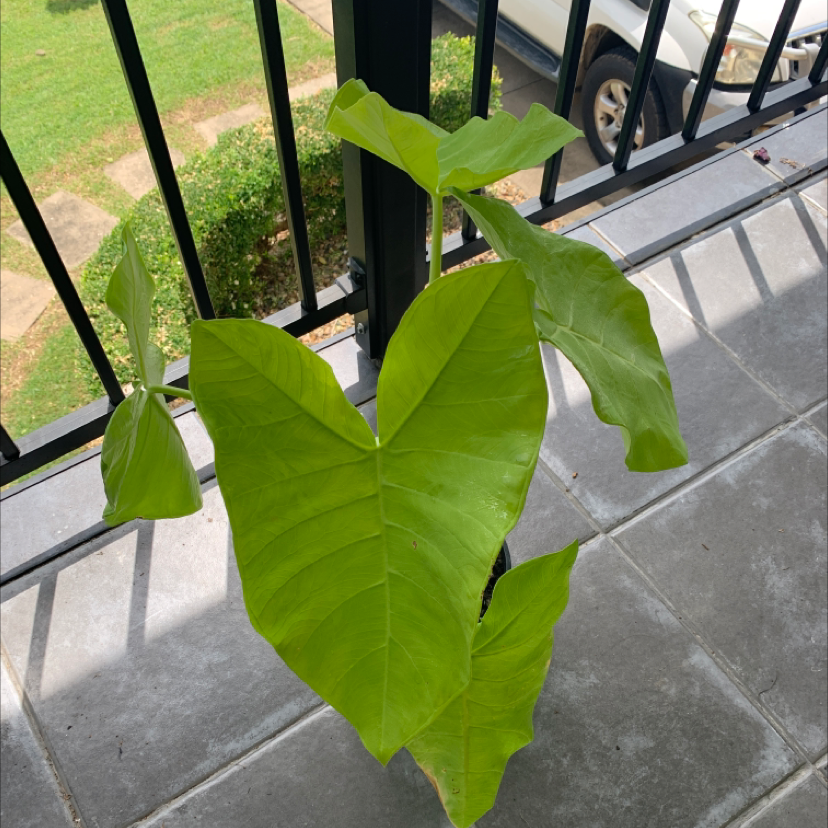Healthy Arrowleaf Elephant Ear plant with large green leaves on a balcony.