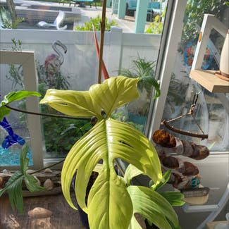 Philodendron 'Florida Ghost' plant in Somewhere on Earth