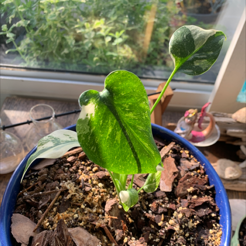 Thaumatophyllum spruceanum plant in a blue pot with variegated leaves and well-drained soil.