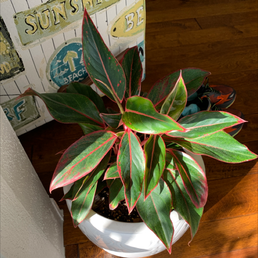 Pink Dalmatian Aglaonema plant in a white pot with vibrant green and pink-edged leaves.