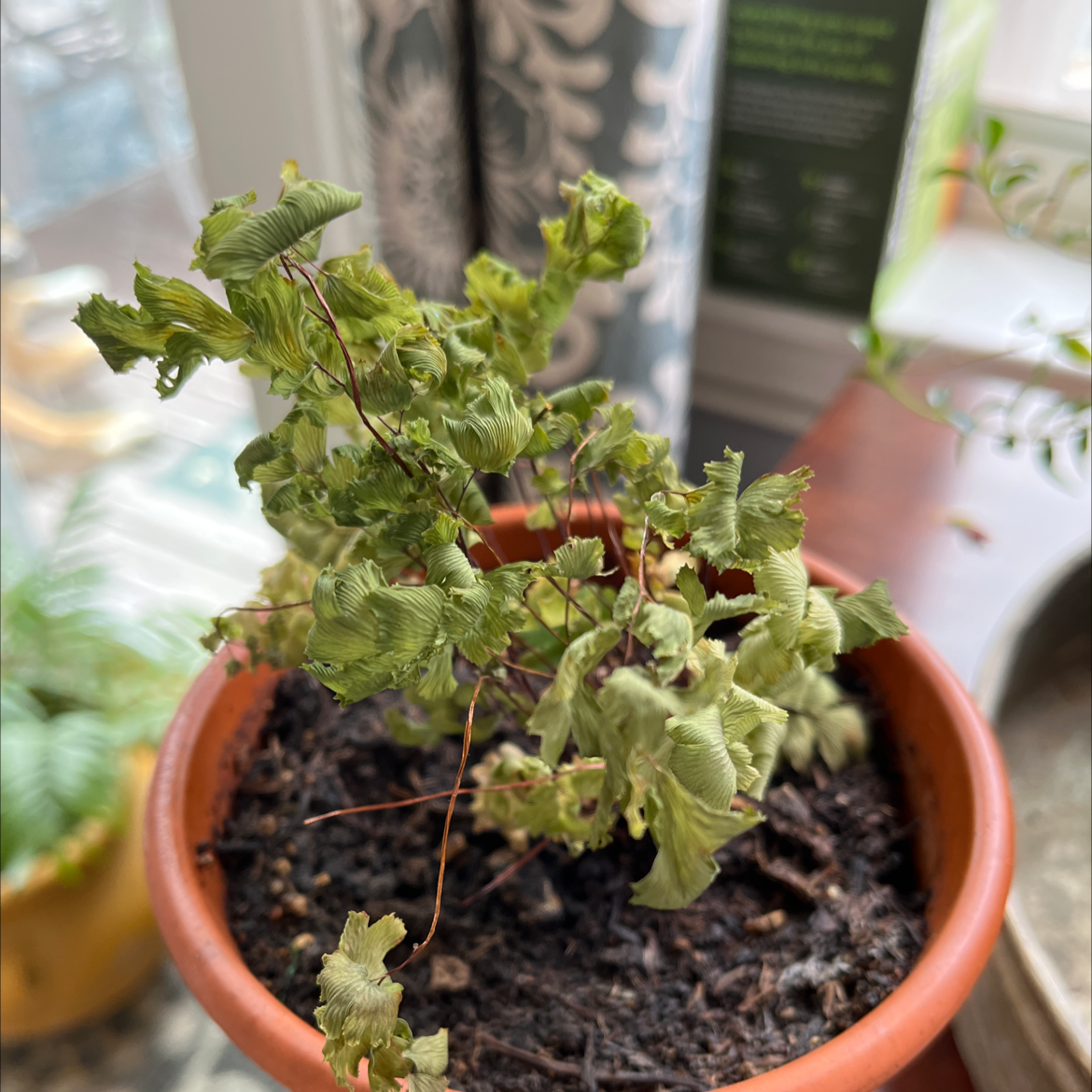 Potted California Maidenhair Fern with curled, discolored leaves indicating health issues.
