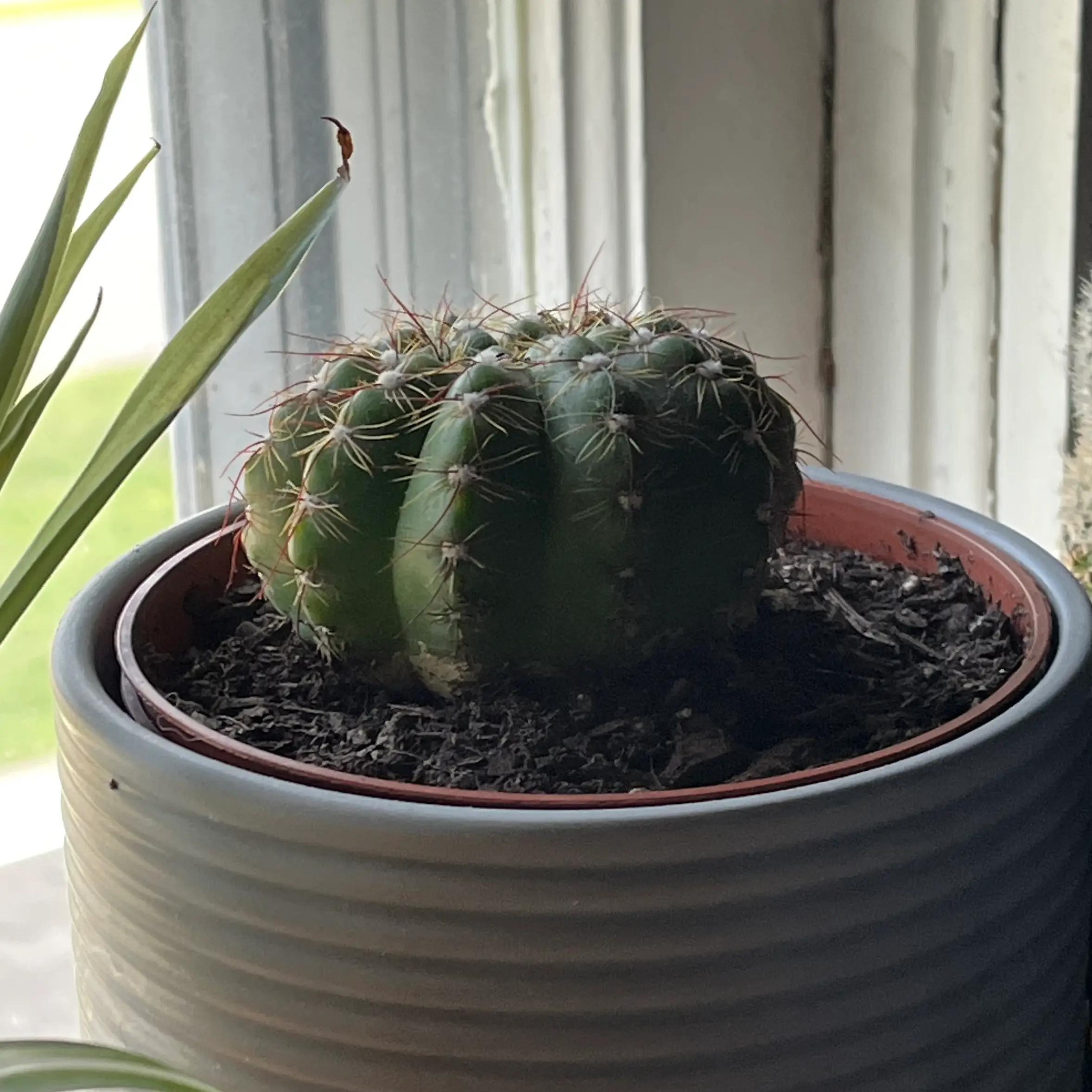 Photo of the plant species Echinopsis arachnacantha by @BestRoussea named TommyInnit on Greg, the plant care app
